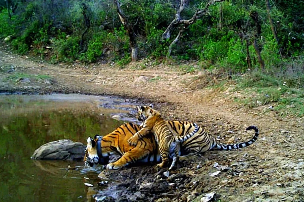 Sariska Tiger Reserve 