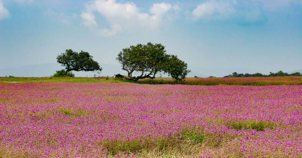 Kaas Plateau, Satara